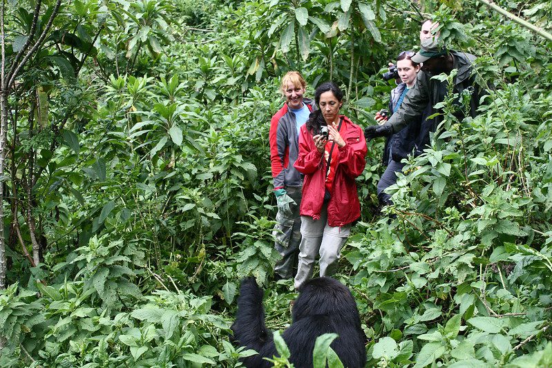 Top 5 Activities Done in Volcanoes National Park Rwanda