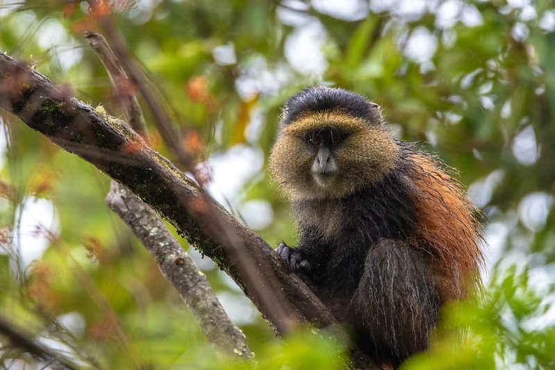 Top 8 adventure activities to do in Uganda 2025