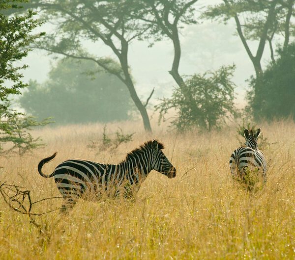 Top Safari Destinations in Uganda