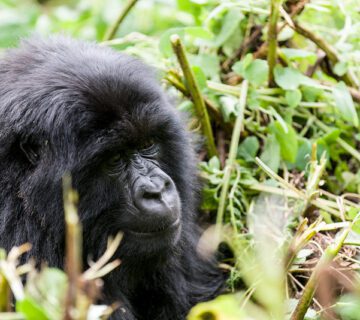 Top Things to Do in Rwanda