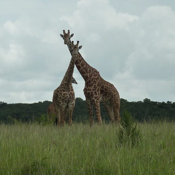 Top activities in Akagera national park