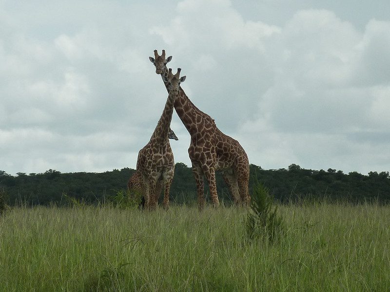 Top activities in Akagera national park