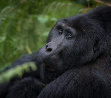 Top activities to do in Rushaga sector after gorilla trekking