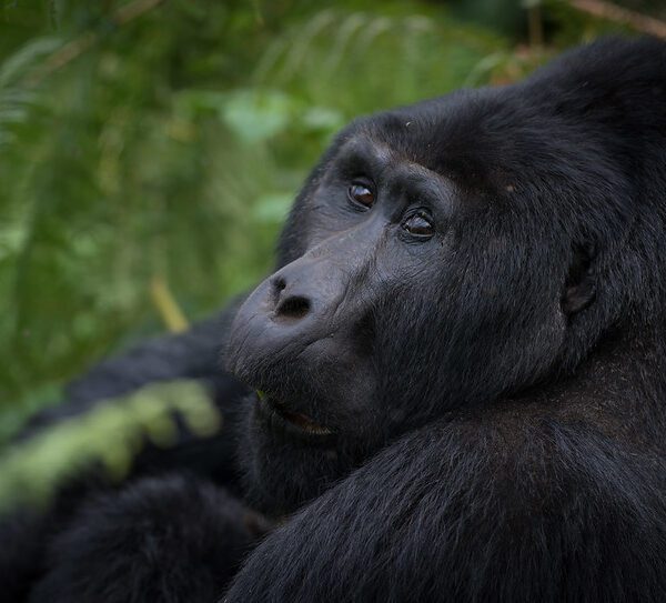 Top activities to do in Rushaga sector after gorilla trekking