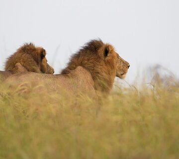 Top things to do in Murchison falls national park Uganda