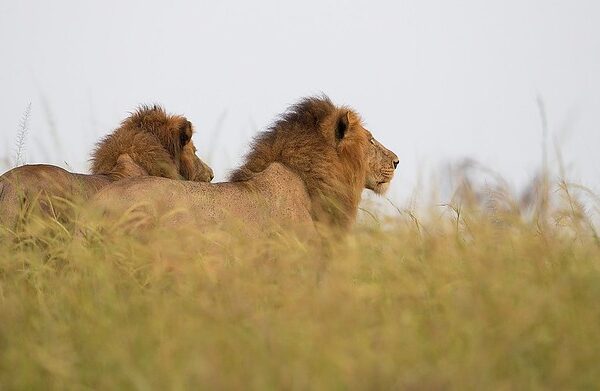 Top things to do in Murchison falls national park Uganda