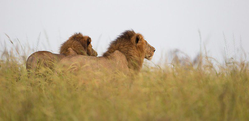 Top things to do in Murchison falls national park Uganda