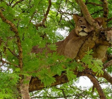 Top things to do in Queen Elizabeth national park