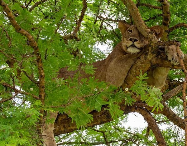Top things to do in Queen Elizabeth national park