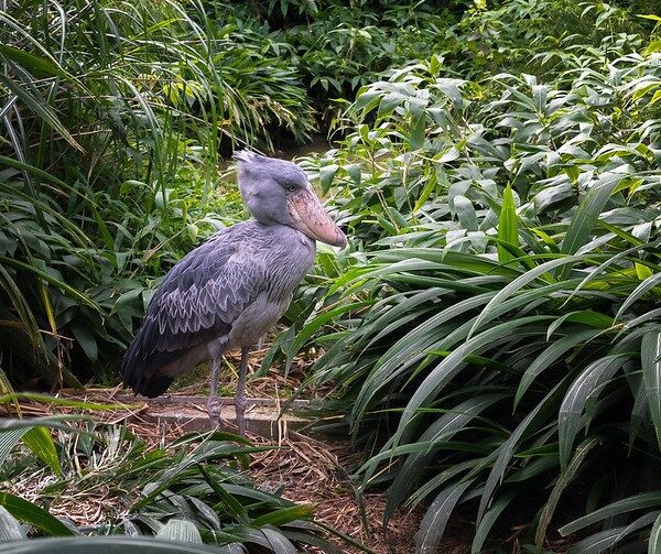 Tracking Shoebill in East Africa