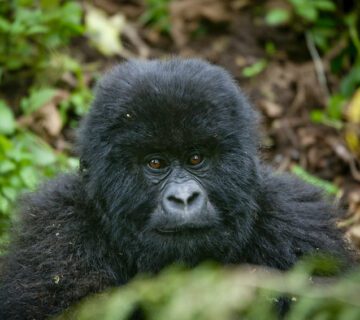 Travel guide to Mgahinga gorilla national park