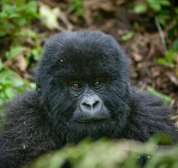 Travel guide to Mgahinga gorilla national park