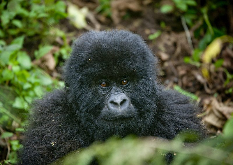 Travel guide to Mgahinga gorilla national park