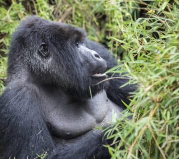 Uganda Gorilla trekking tour from Kigali