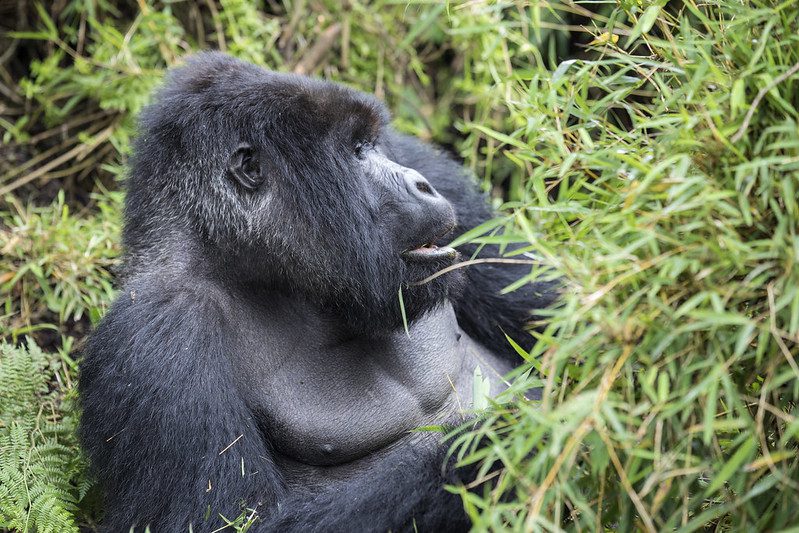 Uganda Gorilla trekking tour from Kigali