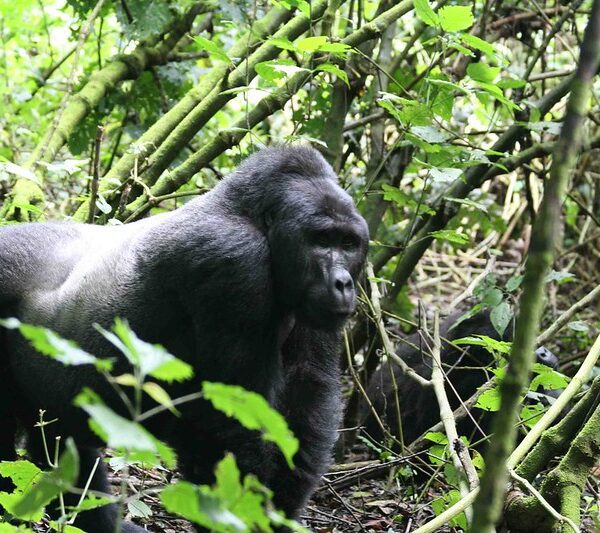Uganda Wildlife Authority Roles