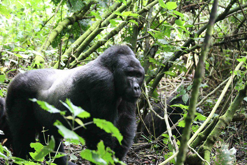 Uganda Wildlife Authority Roles