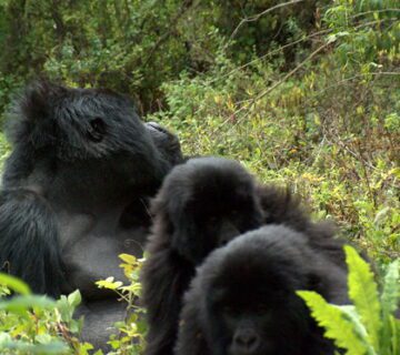 Uganda gorilla trekking safari in 2025