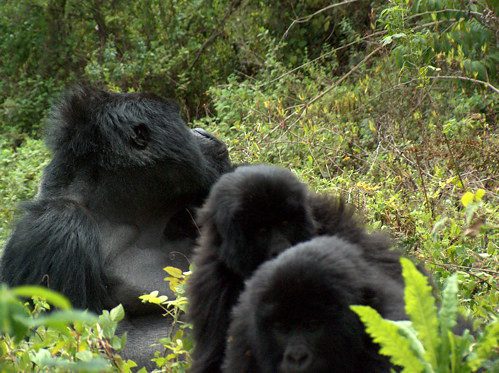 Uganda gorilla trekking safari in 2025