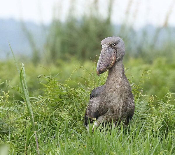 What Is An Interesting Fact About The Shoebill Stork