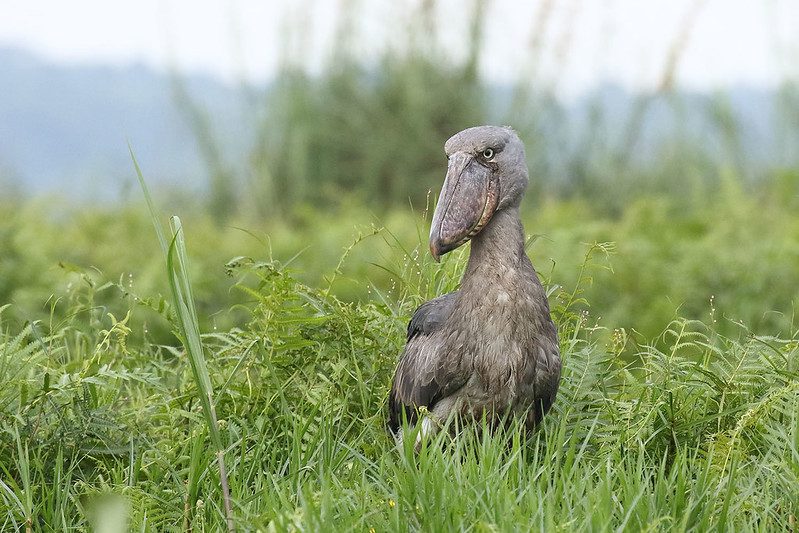 What Is An Interesting Fact About The Shoebill Stork
