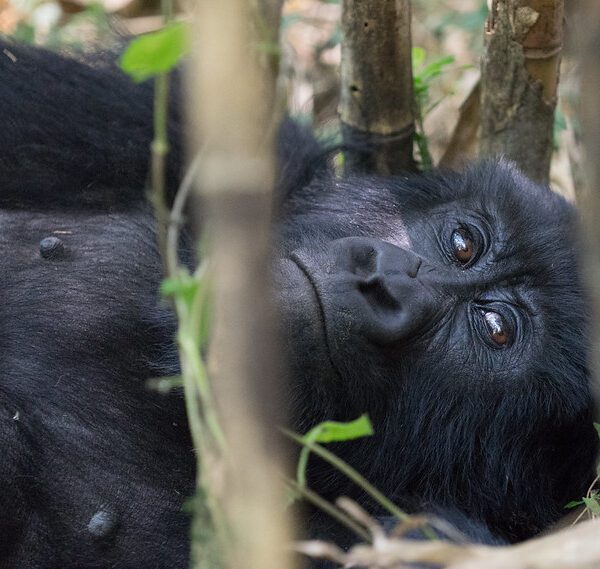 What is Mgahinga National Park Famous for