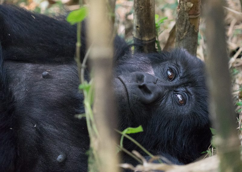 What is Mgahinga National Park Famous for