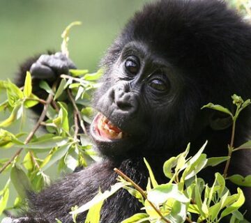 What is The Age Limit for Gorilla Trekking in Uganda, Rwanda & Congo