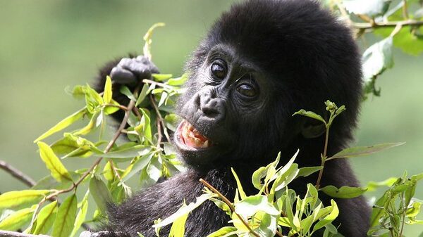 What is The Age Limit for Gorilla Trekking in Uganda, Rwanda & Congo