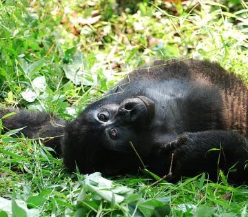 Where Are Mountain Gorillas Found in The World