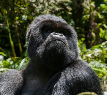Which Countries Offer the Best Chance to See Mountain Gorillas
