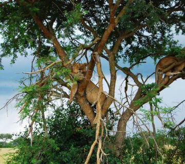Attractions in Queen Elizabeth National Park 360x320