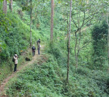 Best attractions in Rwanda  Group Tour Volcanoes Park