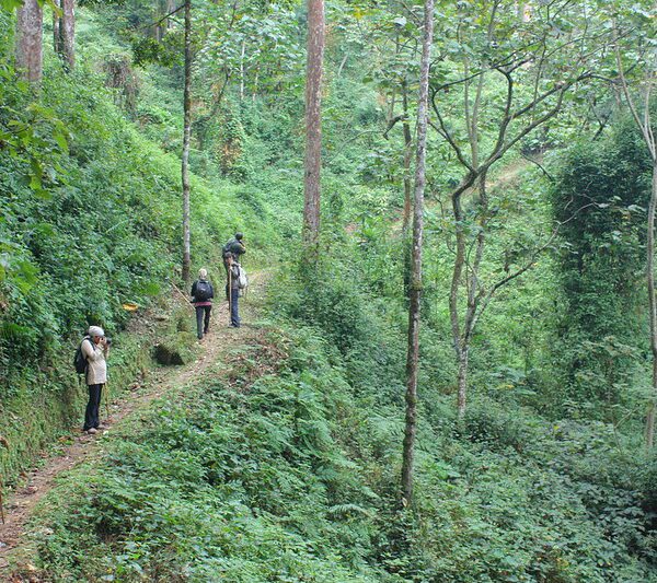 Best attractions in Rwanda. Group Tour Volcanoes Park