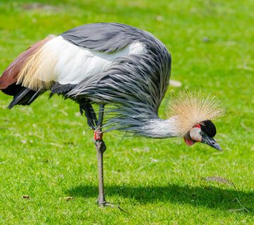 Birding Tours for Seniors for Solo & Small Group in 2025