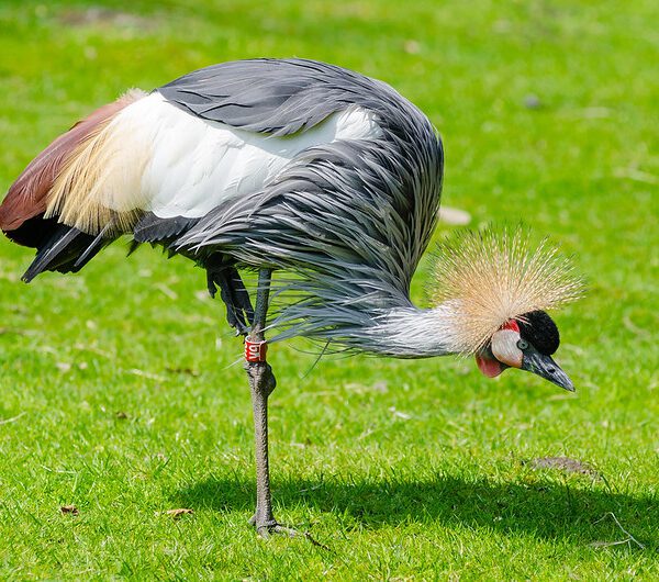 Birding Tours for Seniors for Solo & Small Group in 2025