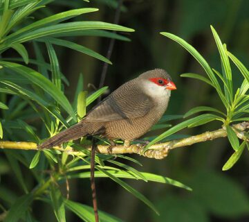 Birding in Kibale forest national park