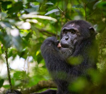 Chimpanzee Filming Tour In Budongo Forest