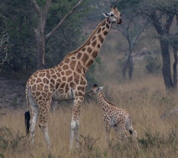 Explore Mburo National Park