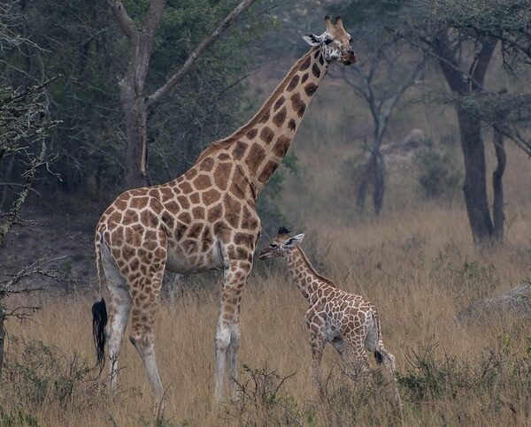 Explore Mburo National Park