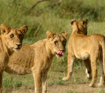 Exploring Savannah National Parks in Uganda