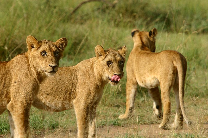 Exploring Savannah National Parks in Uganda
