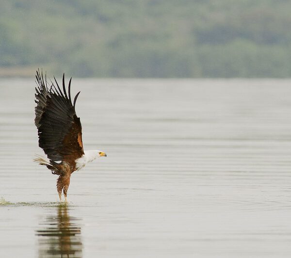 Fishing In Akagera National Park
