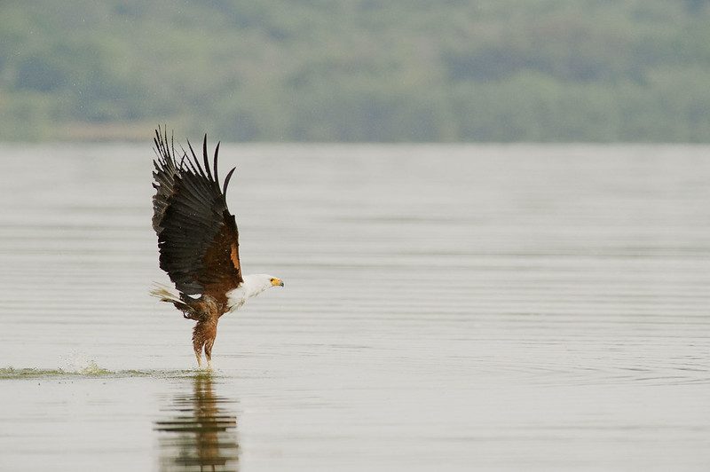 Fishing In Akagera National Park