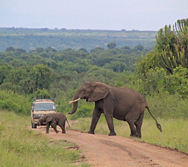 Game drives in Uganda