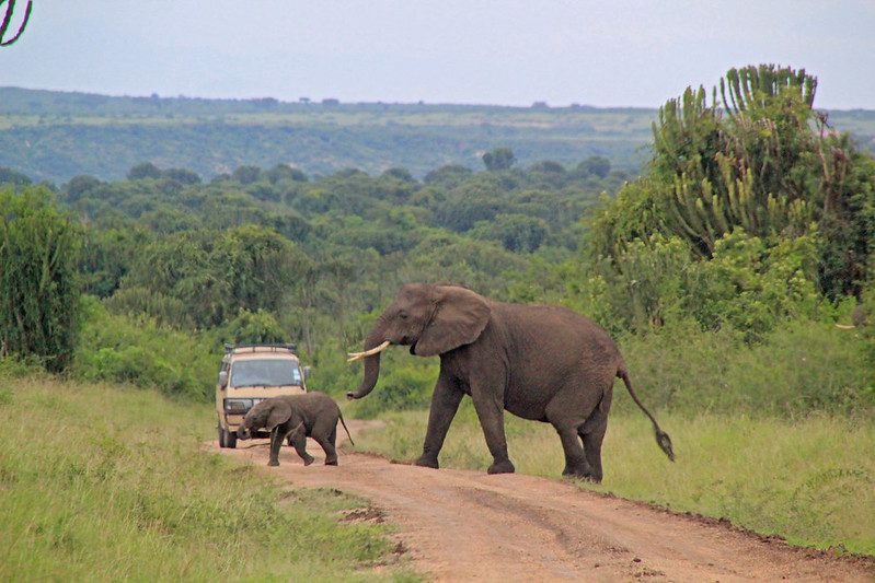 Game drives in Uganda