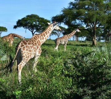 Giraffes and their habitats 360x320