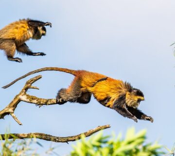 Golden monkey trekking in Uganda
