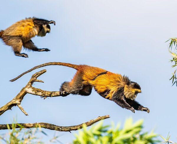 Golden monkey trekking in Uganda