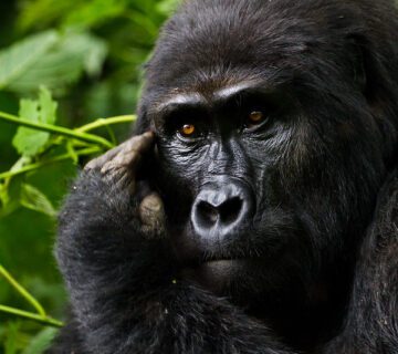 Gorilla Trekking Uganda Minimum Age (15 Years)